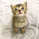 (Category: ) located in . Submitted by frenchtoastt (Listing ID 1236698239, Image 1). Description: .