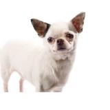 (Category: ) located in . Submitted by chihuahua16 (Listing ID 1382386493, Image 1). Description: .