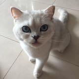 （分類：）位於 。 由 clhuen 提交（商品編號 1047090523，圖片 1）。簡介： 。