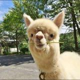(Category: ) located in . Submitted by shama.llama (Listing ID 1368690591, Image 1). Description: .