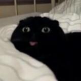 (Category: ) located in . Submitted by kittyqt (Listing ID 1068907048, Image 1). Description: .