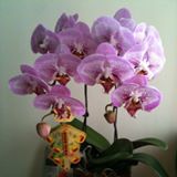 （分類：）位於 。 由 angielpy88 提交（商品編號 1380303550，圖片 1）。簡介： 。