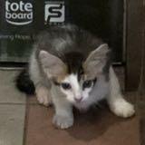 (Category: ) located in . Submitted by infernooo (Listing ID 1249977390, Image 1). Description: .