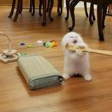 (Category: ) located in . Submitted by zerofvks (Listing ID 1384986387, Image 1). Description: .