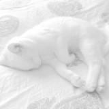 (Category: ) located in . Submitted by catpawsfluffy (Listing ID 1378975913, Image 1). Description: .