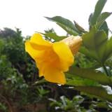 （分類：）位於 。 由 ucc74 提交（商品編號 1362820855，圖片 1）。簡介： 。