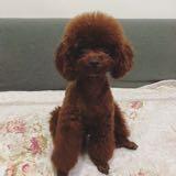 (分類:)位於 。 由 happy_chuchu 提交(商品編號 1447641694,圖片 1)。簡介: 。