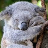 （分類：）位於 。 由 funkkoala 提交（商品編號 1363510520，圖片 1）。簡介： 。