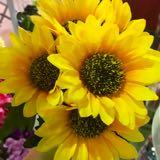 (Category: ) located in . Submitted by jessi99 (Listing ID 1377272809, Image 1). Description: .