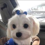 (Category: ) located in . Submitted by joamt (Listing ID 1331056096, Image 1). Description: .