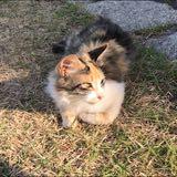 (Category: ) located in . Submitted by nekonook (Listing ID 1364605084, Image 1). Description: .