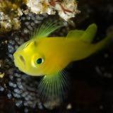 （分類：）位於 。 由 bbpuffer 提交（商品編號 1373509192，圖片 1）。簡介： 。