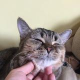 （分類：）位於 。 由 alionat 提交（商品編號 1338049397，圖片 1）。簡介： 。