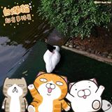 (分類:)位於 。 由 nanabak 提交(商品編號 1446639717,圖片 1)。簡介: 。
