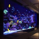 (Category: ) located in . Submitted by aquariumphilippines (Listing ID 256610378, Image 1). Description: .