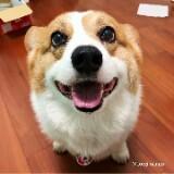 由 yap087 (刊登 ID 1362660732，圖片 1) 提交，位於 的 (類別：)，說明：。
