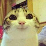 (Category: ) located in . Submitted by happycatdad94 (Listing ID 273925528, Image 1). Description: .