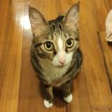 (Category: ) located in . Submitted by englishplss (Listing ID 1359480766, Image 1). Description: .