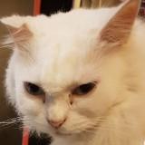 (Category: ) located in . Submitted by hatonhatoff (Listing ID 1324969266, Image 1). Description: .