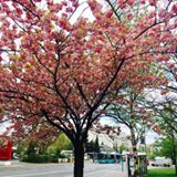 (Category: ) located in . Submitted by 1021ivy (Listing ID 1452836162, Image 1). Description: .