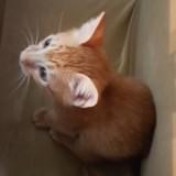 (Category: ) located in . Submitted by lettuceman (Listing ID 1373094541, Image 1). Description: .