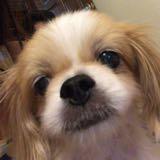 (Category: ) located in . Submitted by zoe.lpl (Listing ID 1292939561, Image 1). Description: .