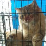 (Category: ) located in . Submitted by nnhz87 (Listing ID 1381698288, Image 1). Description: .