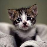 （分類：）位於 。 由 cat_jai 提交（商品編號 1293878863，圖片 1）。簡介： 。