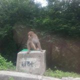 （分類：）位於 。 由 kaihanglam3951 提交（商品編號 1253545638，圖片 1）。簡介： 。