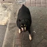 由 wolfgene (刊登 ID 1380083007，圖片 1) 提交，位於 的 (類別：)，說明：。