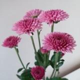 （分類：）位於 。 由 ayashi20 提交（商品編號 202779801，圖片 1）。簡介： 。