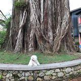 (Category: ) located in . Submitted by bibi0122 (Listing ID 1377758794, Image 1). Description: .