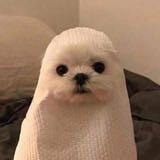 (Category: ) located in . Submitted by tissuedogsaysboo (Listing ID 1172917115, Image 1). Description: .