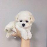 (Category: ) located in . Submitted by jing_wardrobe (Listing ID 1428937220, Image 1). Description: .