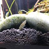 (Category: ) located in . Submitted by cory_fish (Listing ID 1357139483, Image 1). Description: .