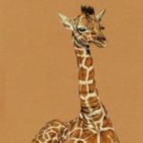 (Kategori: ) berada di . Dikirim oleh giraffegi (ID iklan 1344021058, Gambar 1). Deskripsi: .