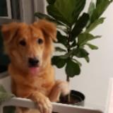 (Category: ) located in . Submitted by zz_plant (Listing ID 1384841058, Image 1). Description: .