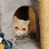 （分類：）位於 。 由 papa_papa 提交（商品編號 1369312469，圖片 1）。簡介： 。