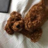 (Category: ) located in . Submitted by h.alcyonn (Listing ID 1377803041, Image 1). Description: .