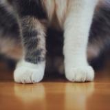 (Category: ) located in . Submitted by catfoot (Listing ID 1366566794, Image 1). Description: .