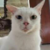 (Kategori: ) berada di . Dikirim oleh flona.lov (ID iklan 1383919675, Gambar 1). Deskripsi: .
