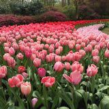 (Category: ) located in . Submitted by mainesss (Listing ID 1383203715, Image 1). Description: .