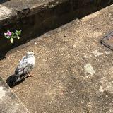 （分類：）位於 。 由 tcccc. 提交（商品編號 1382610845，圖片 1）。簡介： 。