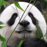 (分類:)位於 。 由 wool_made 提交(商品編號 1352879014,圖片 1)。簡介: 。