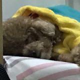 （分類：）位於 。 由 twklove 提交（商品編號 1373311602，圖片 1）。簡介： 。