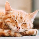 (Category: ) located in . Submitted by gingercat11 (Listing ID 1385758715, Image 1). Description: .