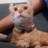 (Category: ) located in . Submitted by paranoiaa (Listing ID 1343840946, Image 1). Description: .