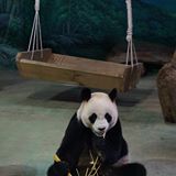 （分類：）位於 。 由 ionlywanttohea 提交（商品編號 1385303870，圖片 1）。簡介： 。