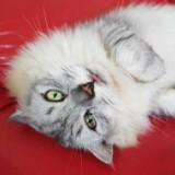 Growth Booster For Kittens Cats Pet Supplies For Cats Health