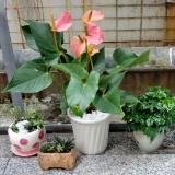 （分類：）位於 。 由 mikihml 提交（商品編號 1226629347，圖片 1）。簡介： 。